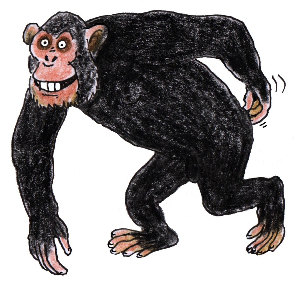 Trait de singe – LA CHARPENTE DES DEUX OURS